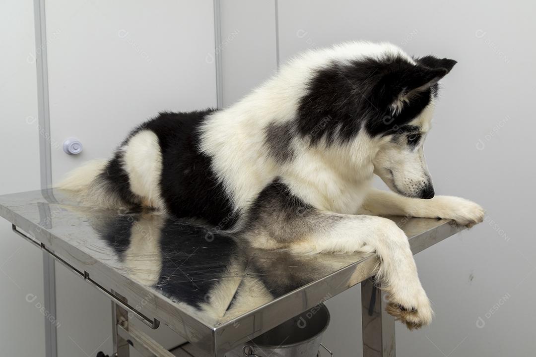 Fotos Husky Siberiano deitado sobre a mesa na clínica veterinária