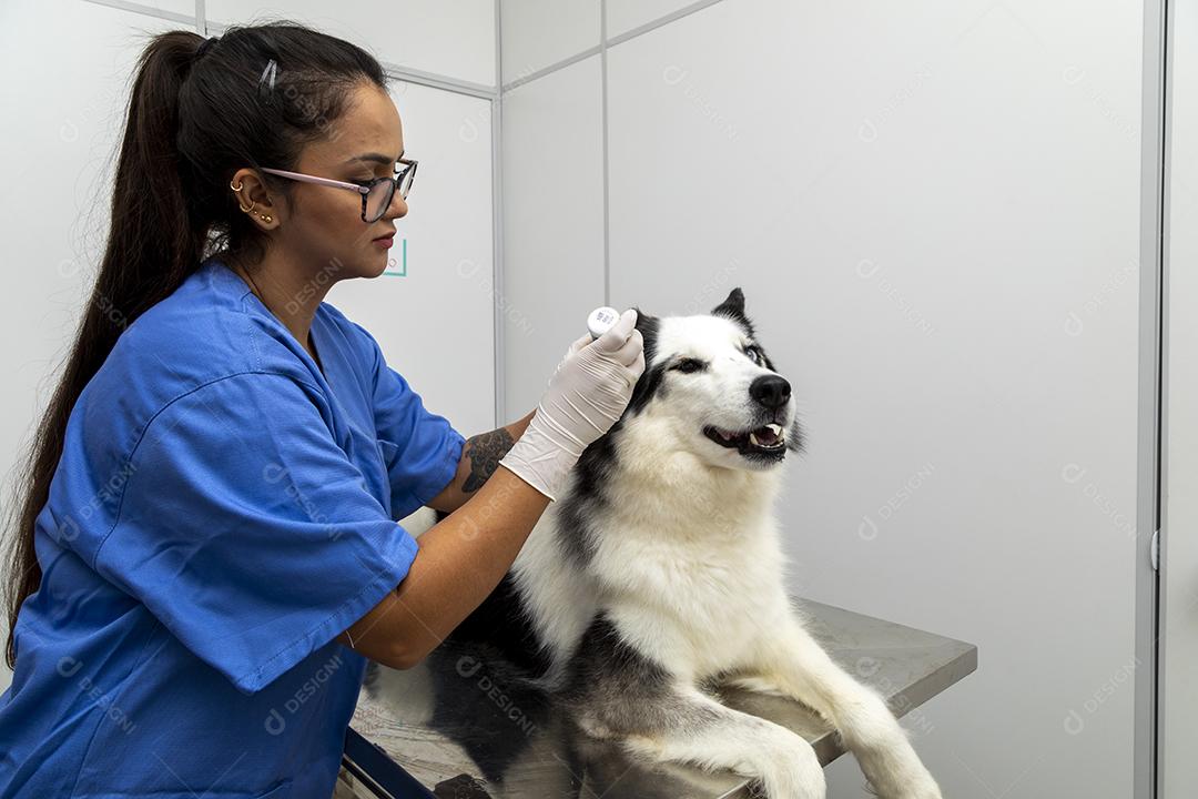 Fotos Husky Siberiano deitado sobre a mesa na clínica veterinária