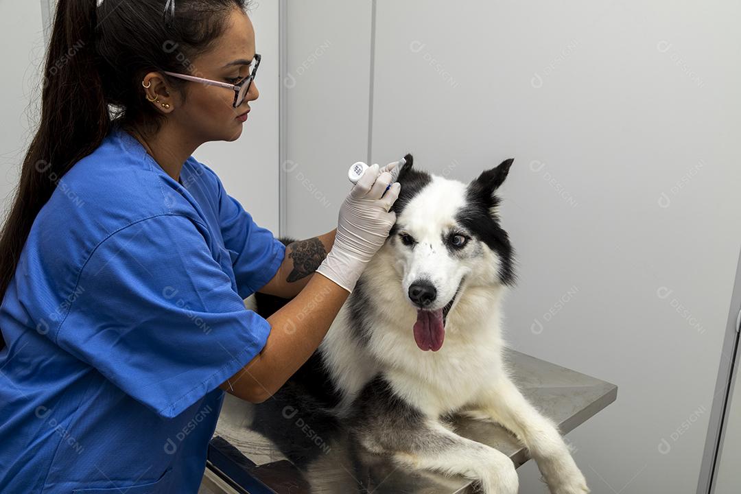 Fotos Husky Siberiano deitado sobre a mesa na clínica veterinária