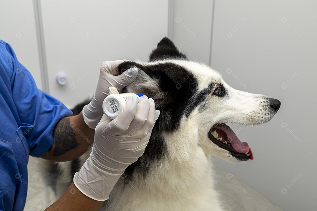 Fotos Husky Siberiano deitado sobre a mesa na clínica veterinária