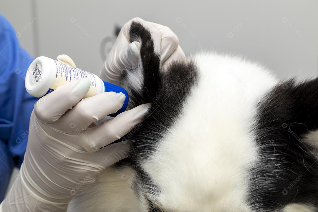 Veterinário aplicando remédio na orelha do cachorro Imagem JPG