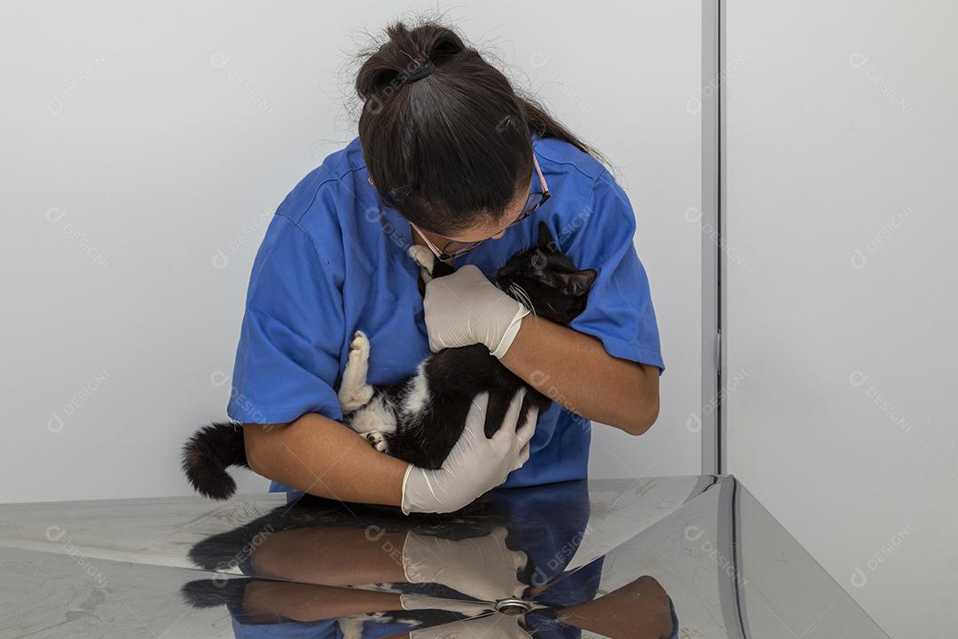 Veterinário examinando gato doméstico na clínica Imagem JPG