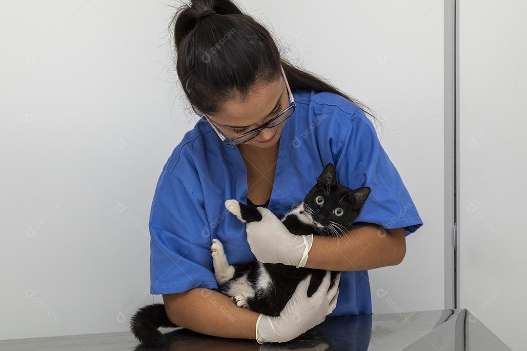 Veterinário examinando gato doméstico na clínica Imagem JPG