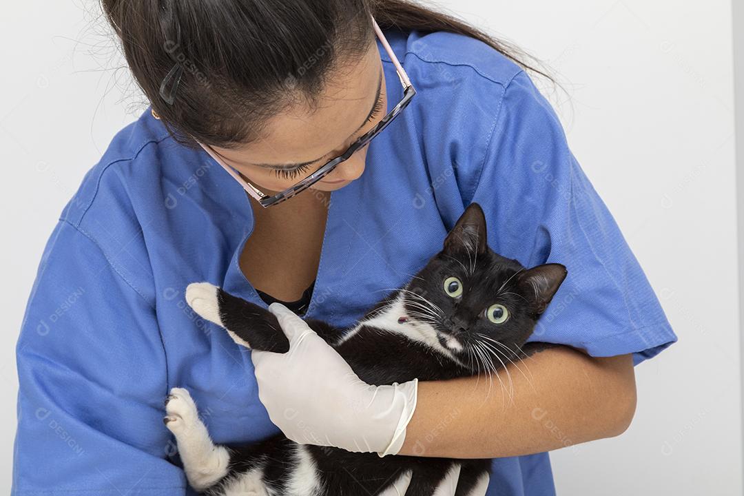 Veterinário examinando gato doméstico na clínica Imagem JPG