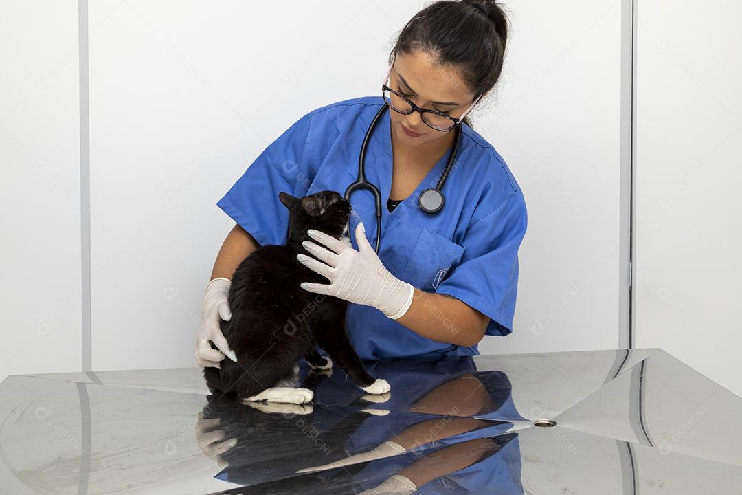 Veterinário examinando gato doméstico na clínica Imagem JPG