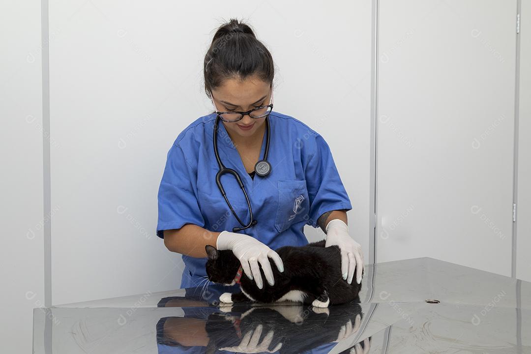 Lindo gato preto na mesa da clínica veterinária Imagem JPG