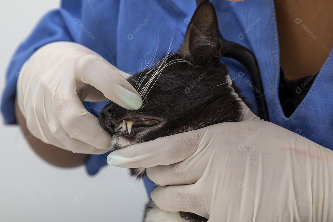 Lindo gato preto na mesa da clínica veterinária Imagem JPG