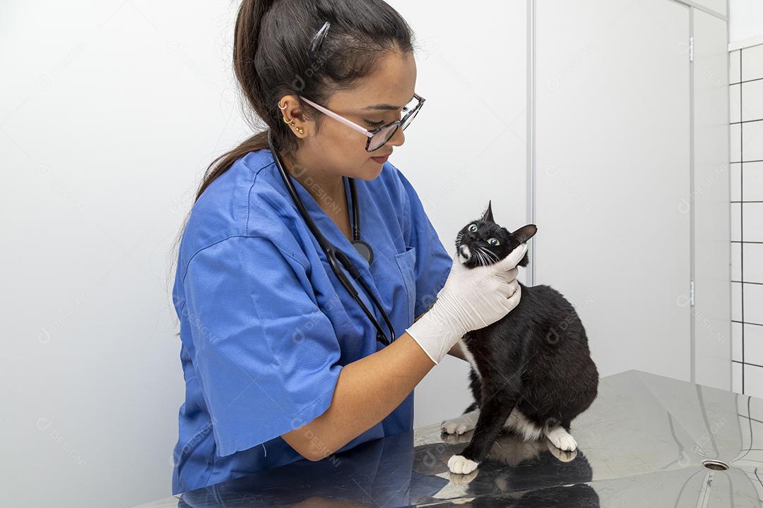 Lindo gato preto na mesa da clínica veterinária Imagem JPG