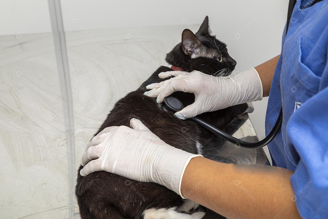 Lindo gato preto na mesa da clínica veterinária Imagem JPG