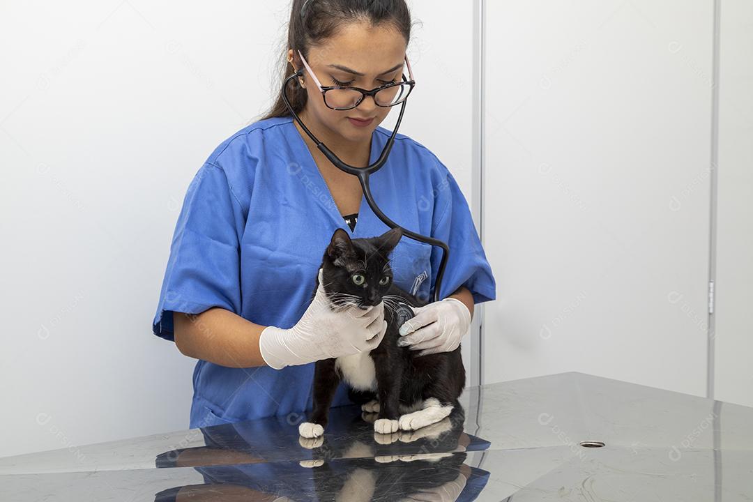 Lindo gato preto na mesa da clínica veterinária Imagem JPG