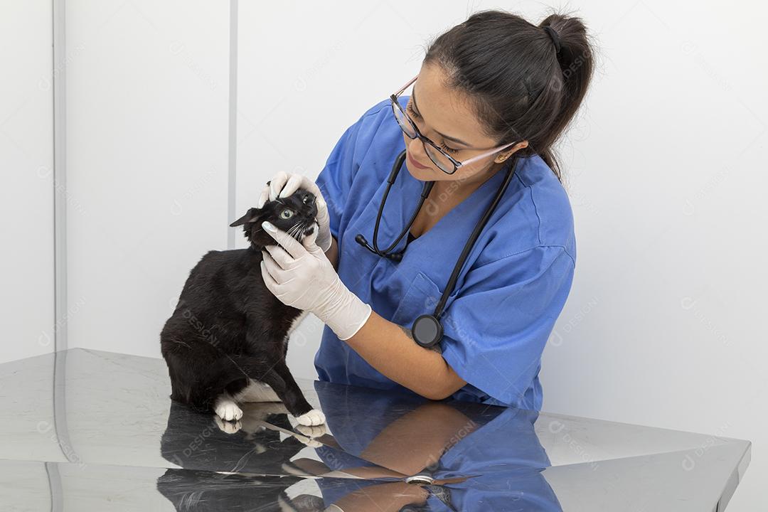 Lindo gato preto na mesa da clínica veterinária Imagem JPG