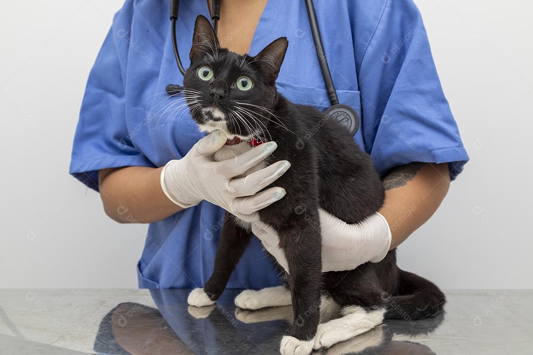 Veterinário examinando gato doméstico na clínica Imagem JPG