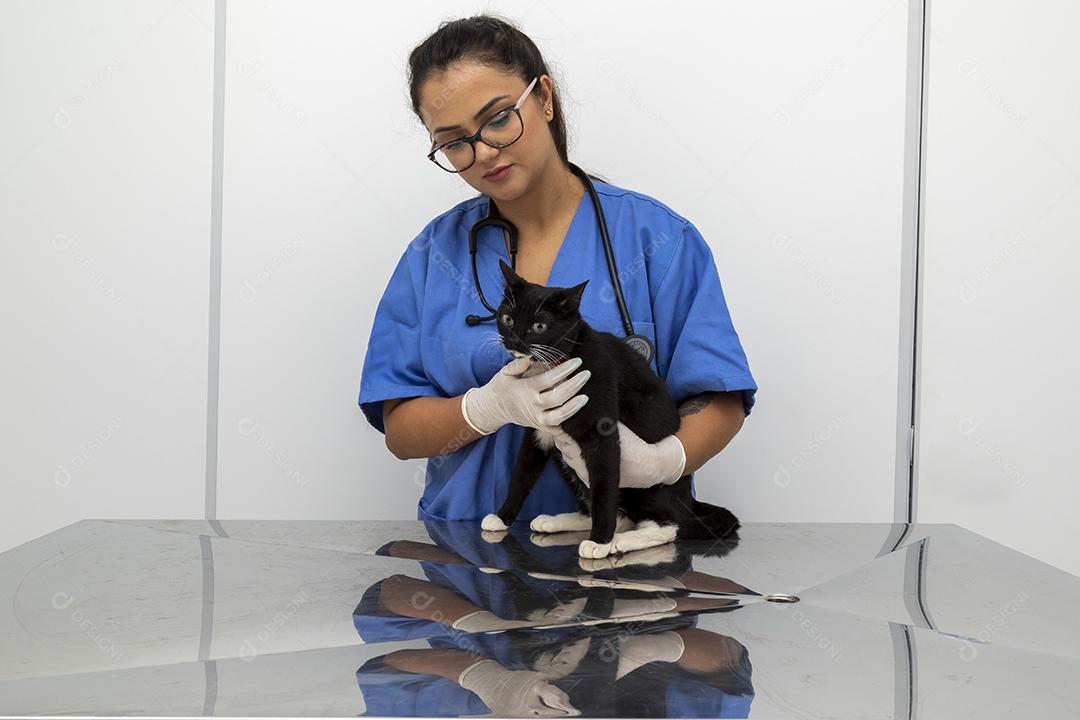 Veterinário examinando gato doméstico na clínica Imagem JPG