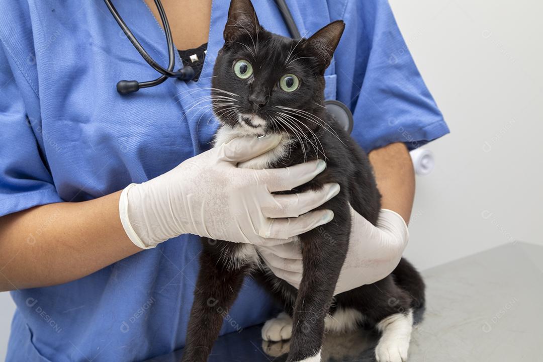 Veterinário examinando gato doméstico na clínica Imagem JPG