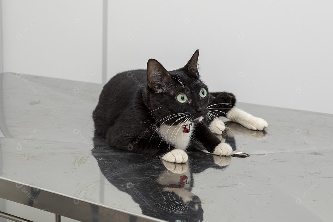 Lindo gato preto na mesa da clínica veterinária Imagem JPG