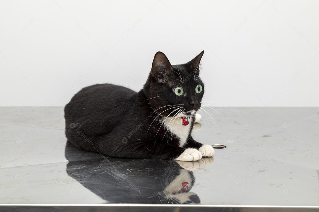 Lindo gato preto na mesa da clínica veterinária Imagem JPG