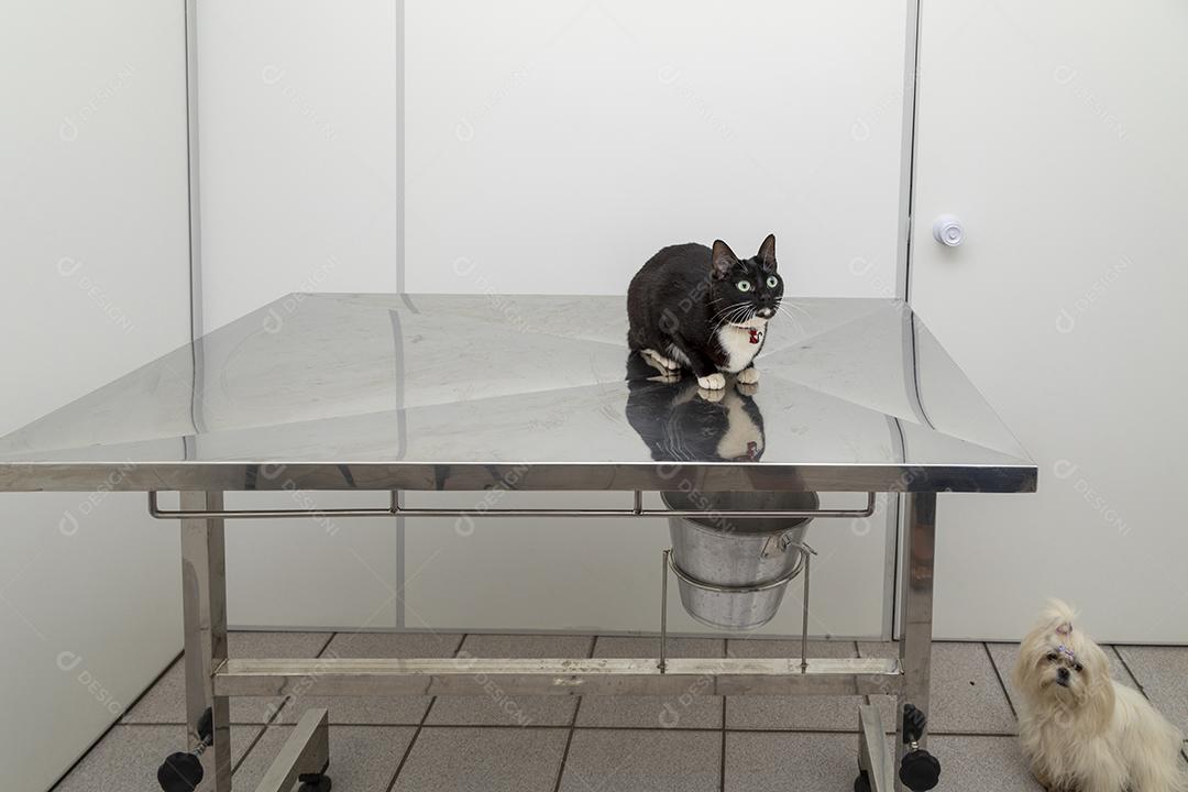 Lindo gato preto na mesa da clínica veterinária Imagem JPG