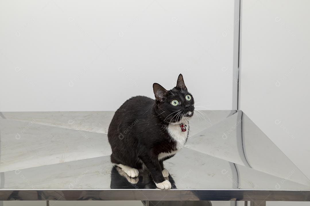 Lindo gato preto na mesa da clínica veterinária Imagem JPG