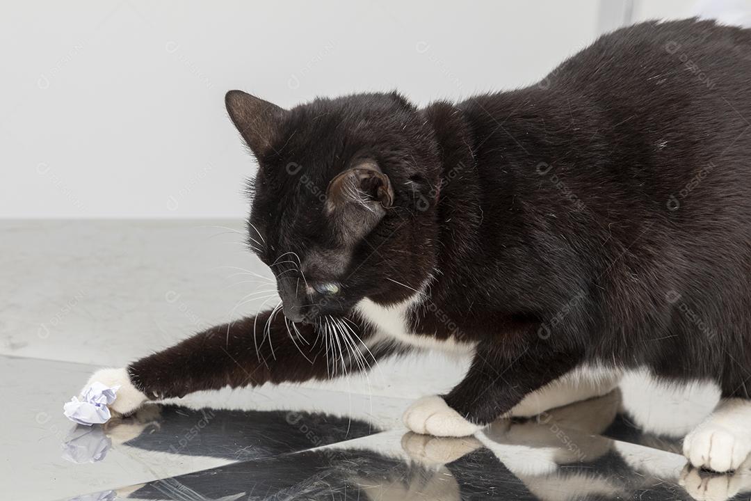 Lindo gato preto na mesa da clínica veterinária Imagem JPG