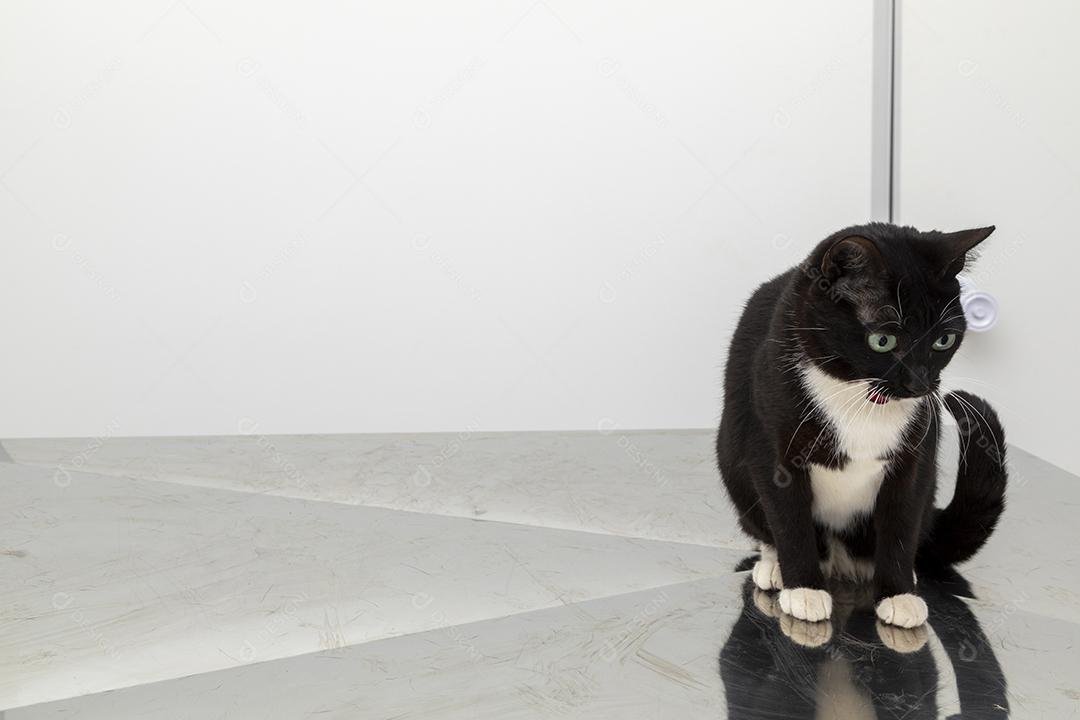 Lindo gato preto na mesa da clínica veterinária Imagem JPG