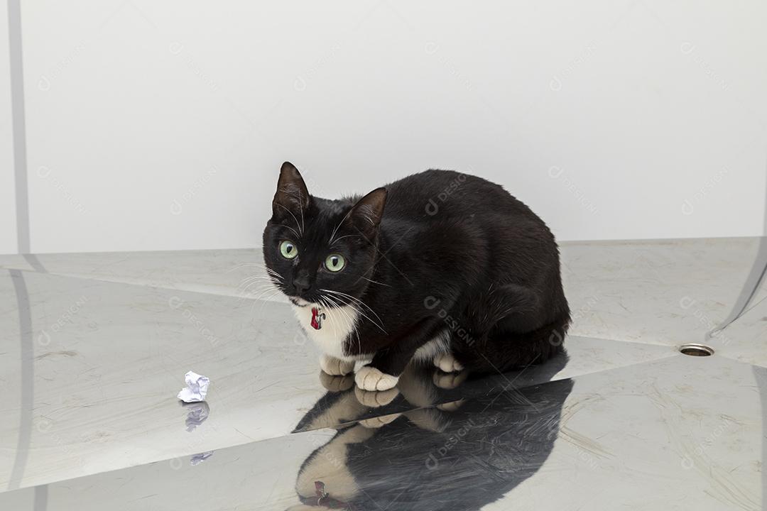 Lindo gato preto na mesa da clínica veterinária Imagem JPG