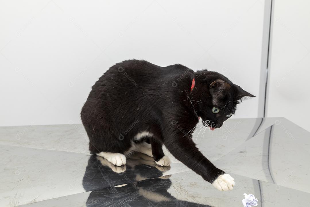 Lindo gato preto na mesa da clínica veterinária Imagem JPG