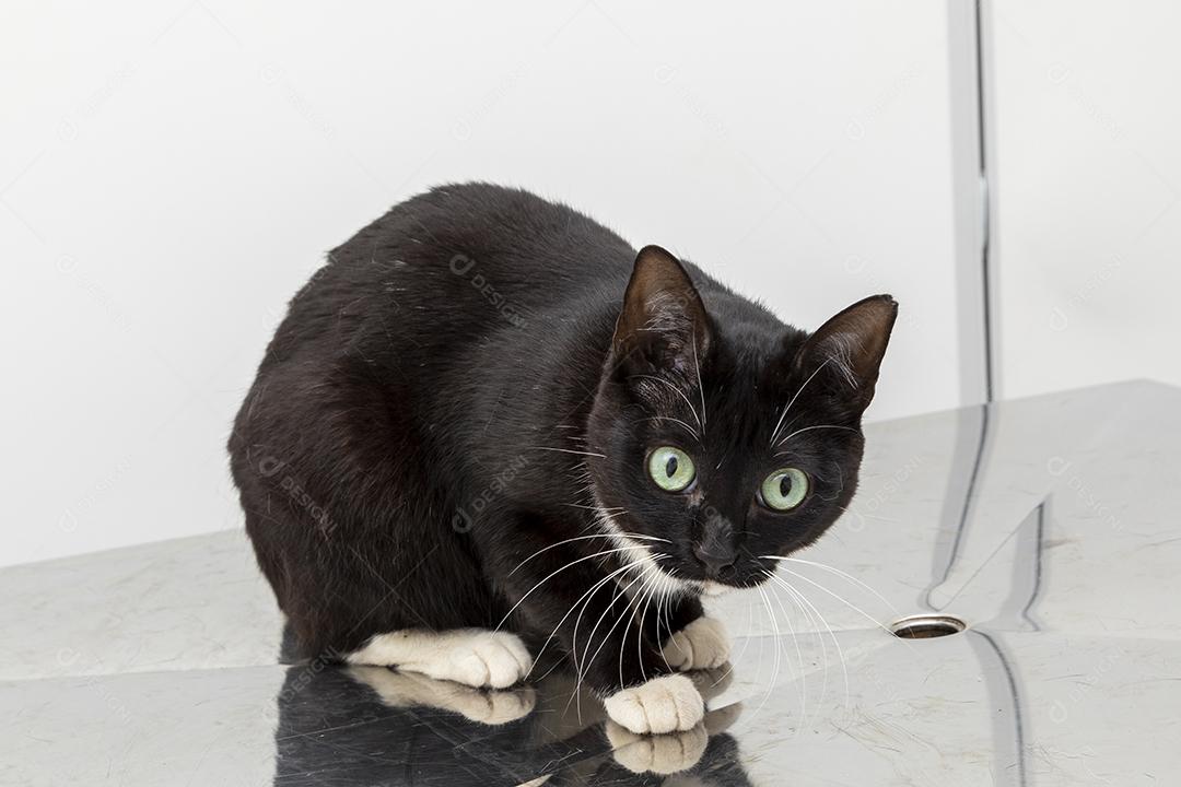 Lindo gato preto na mesa da clínica veterinária Imagem JPG