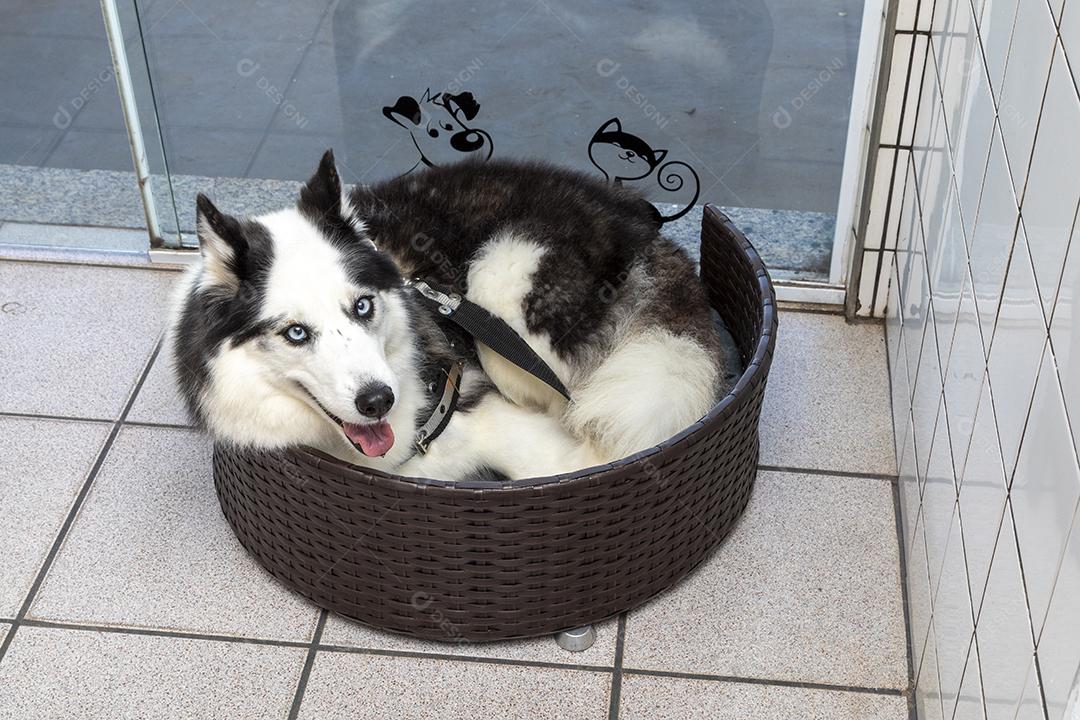 Cão husky siberiano deitado na cama Imagem JPG