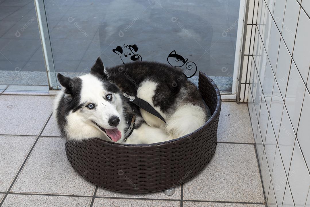 Cão husky siberiano deitado na cama Imagem JPG