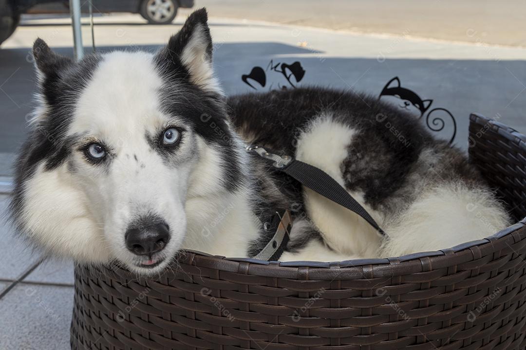 Cão husky siberiano deitado na cama Imagem JPG