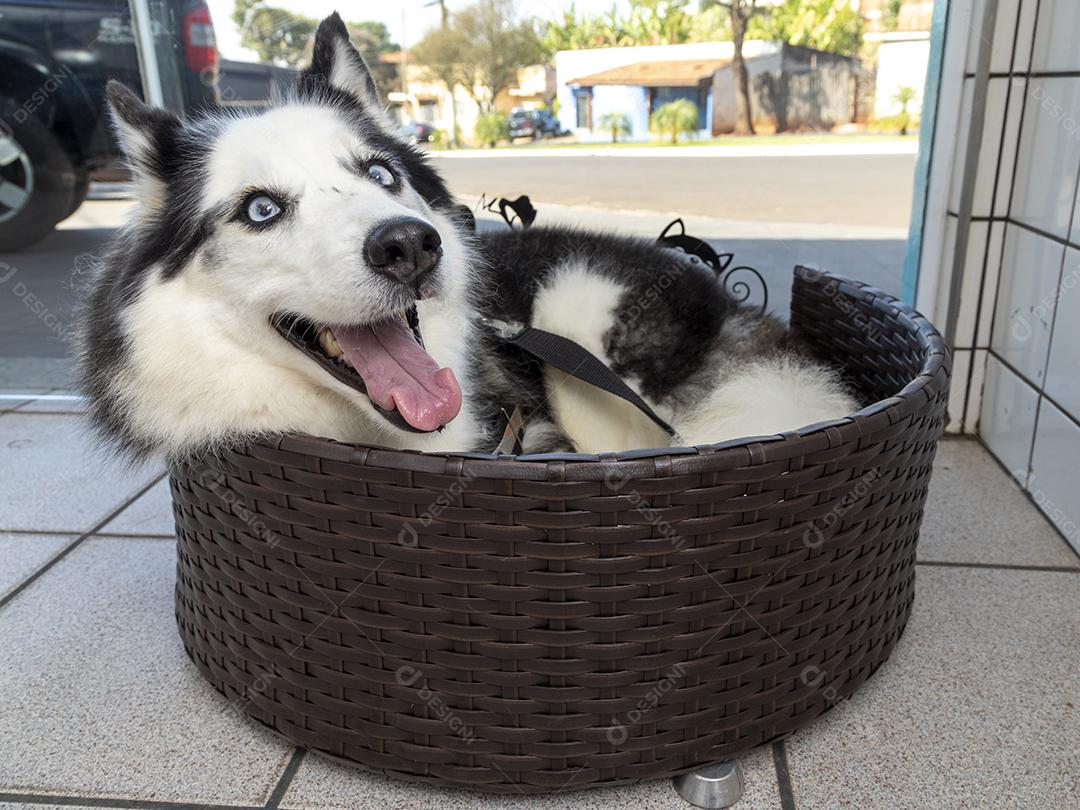 Cão husky siberiano deitado na cama Imagem JPG