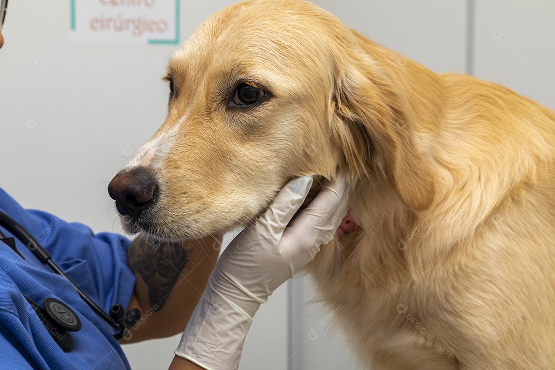 Médico veterinário abraçando um cachorro Imagem JPG