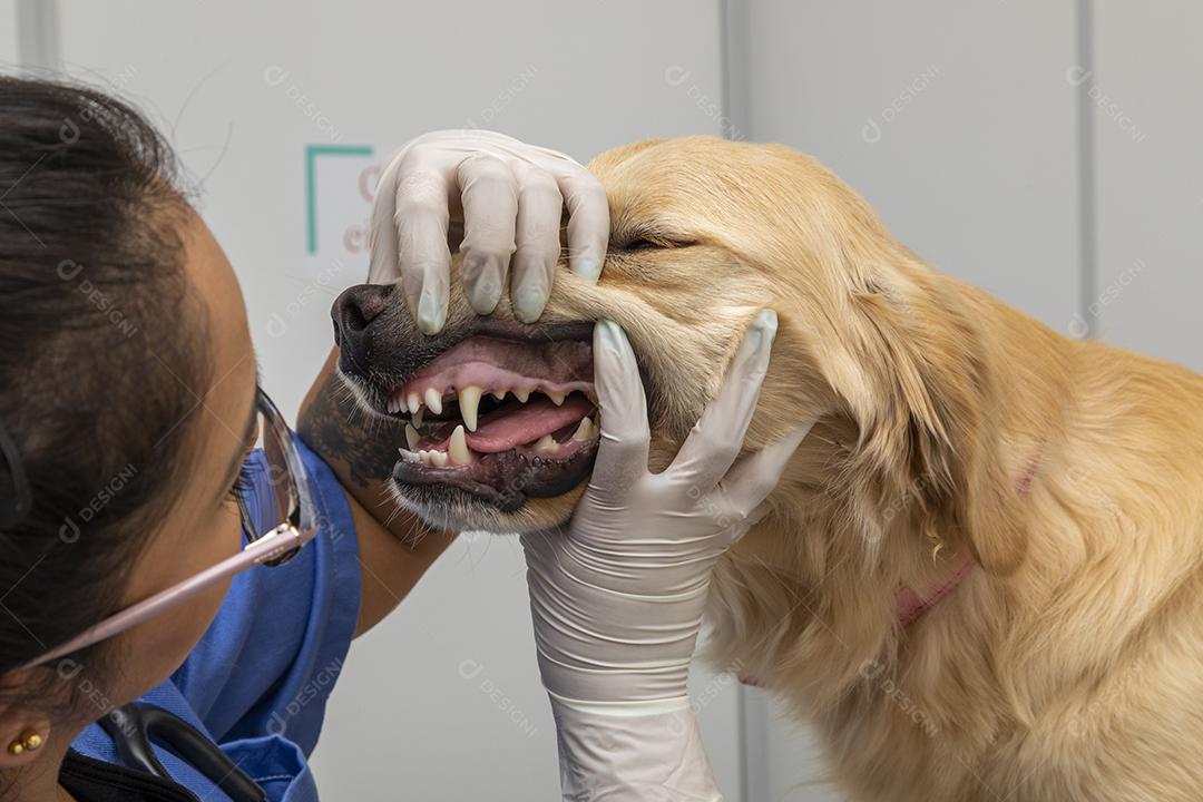 Médico veterinário abraçando um cachorro Imagem JPG