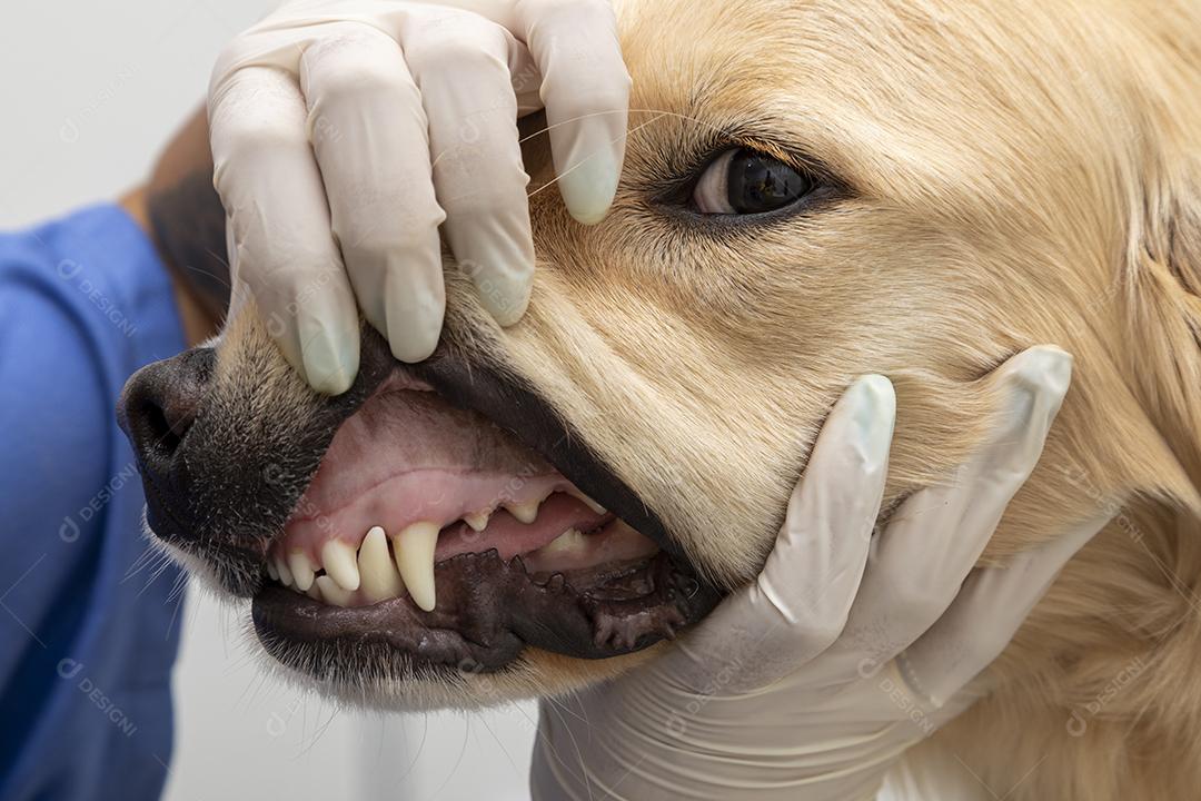 Médico veterinário abraçando um cachorro Imagem JPG