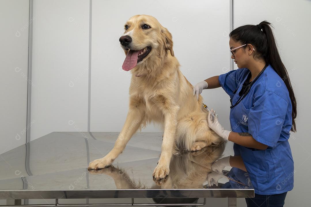 Médico veterinário abraçando um cachorro Imagem JPG