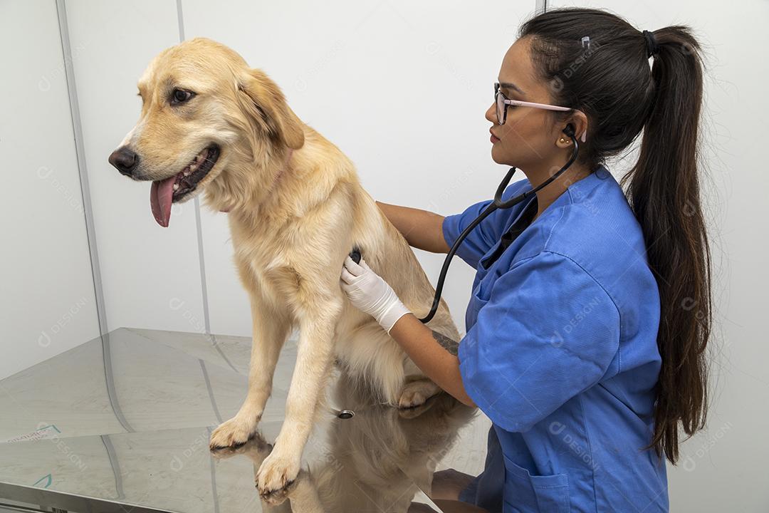 Fotos Veterinário hispânico examinando um cão