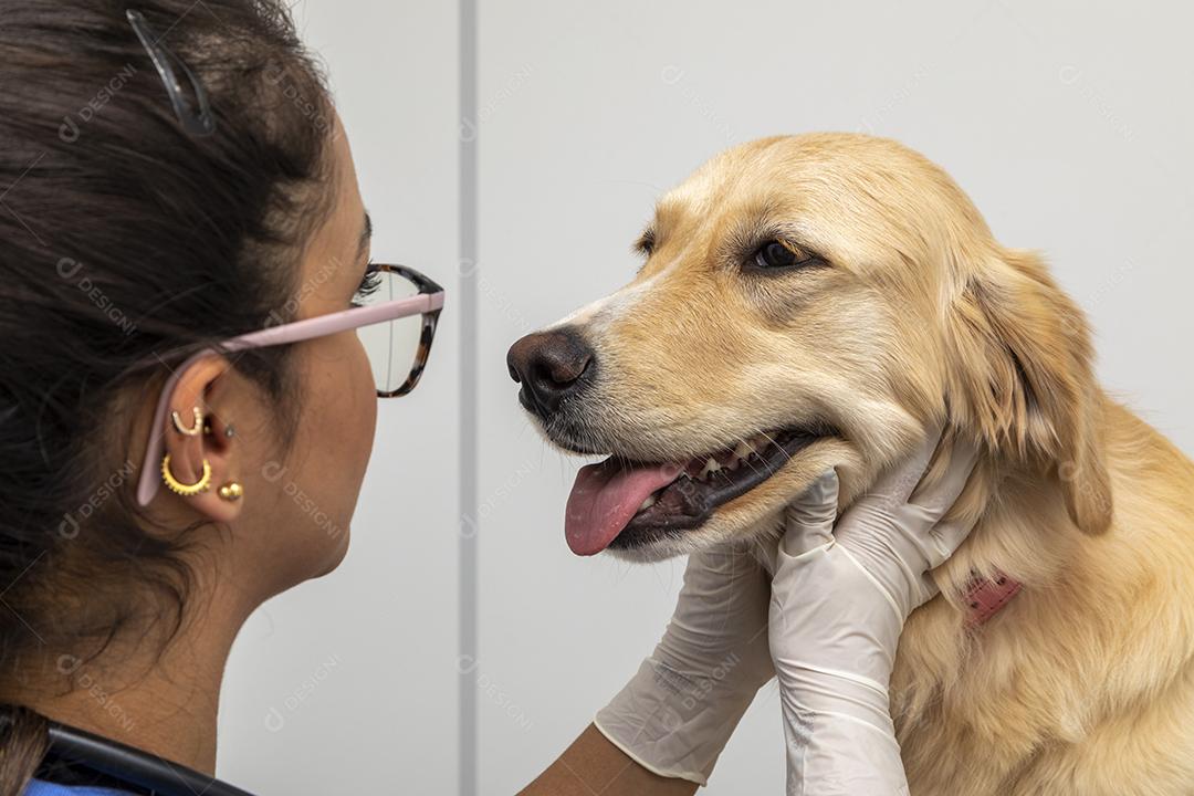 Fotos Veterinário hispânico examinando um cão