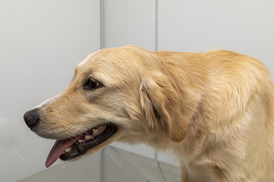Fotos Veterinário hispânico examinando um cão
