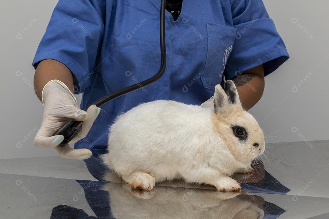 Médico veterinário examinando um coelho Imagem JPG
