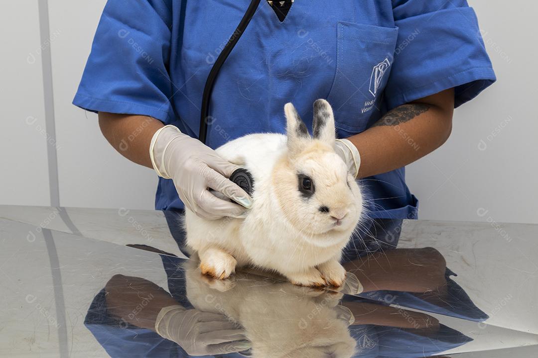 Médico veterinário examinando um coelho Imagem JPG