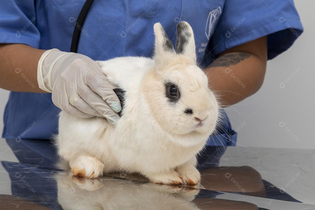 Médico veterinário examinando um coelho Imagem JPG