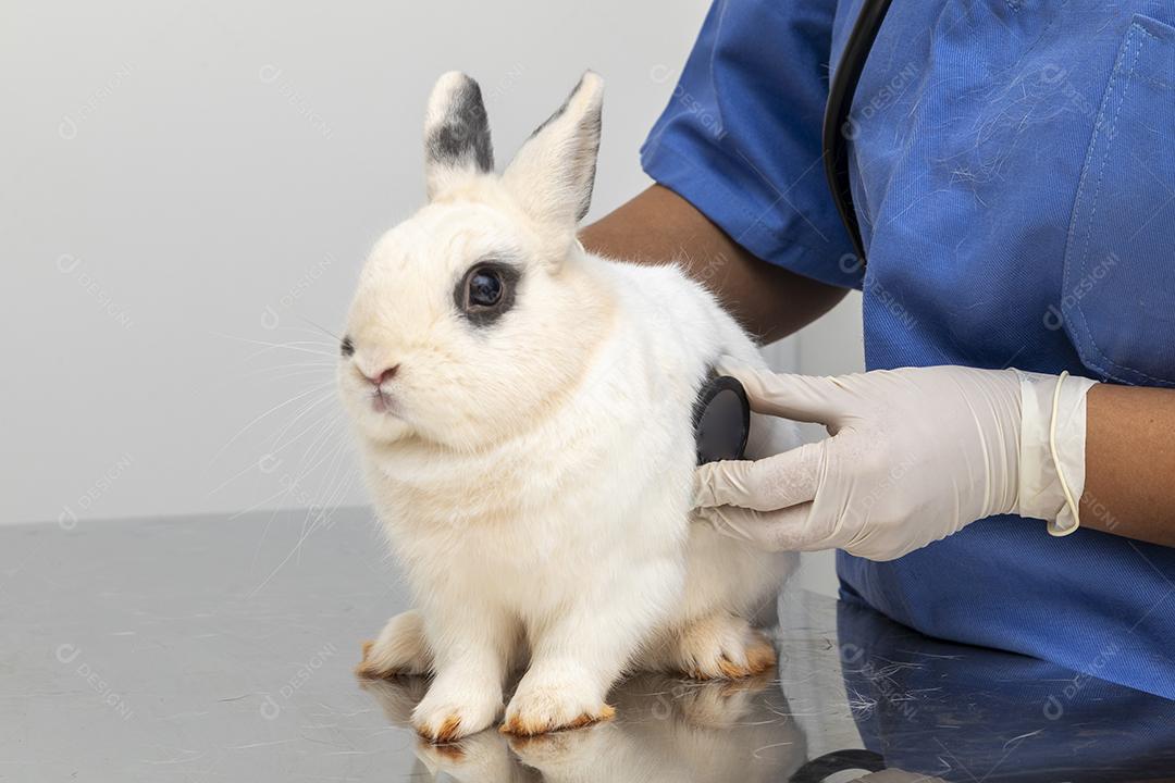 Médico veterinário examinando um coelho Imagem JPG