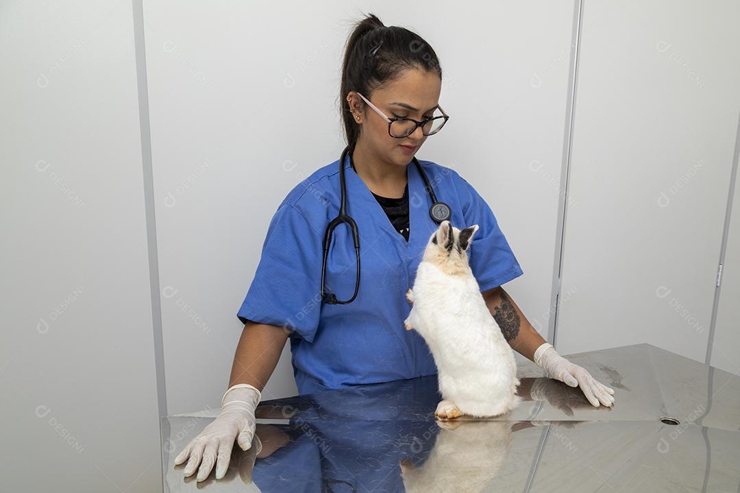 Médico veterinário examinando um coelho Imagem JPG