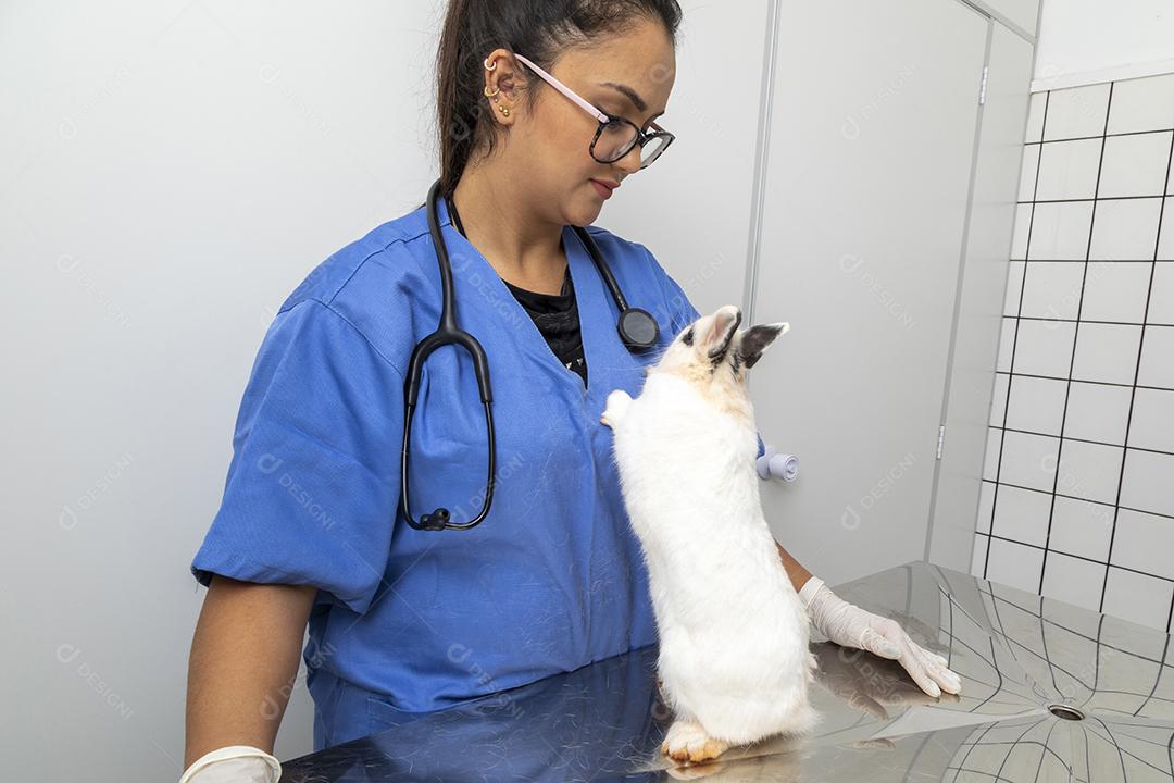 Médico veterinário examinando um coelho Imagem JPG