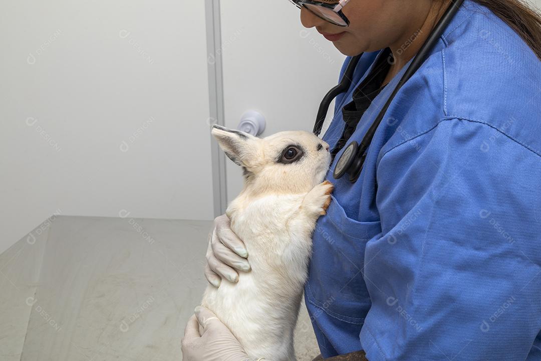 Médico veterinário examinando um coelho Imagem JPG