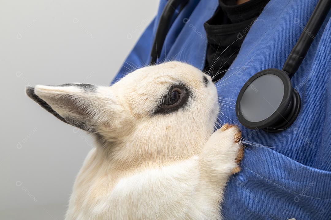 Médico veterinário examinando um coelho Imagem JPG