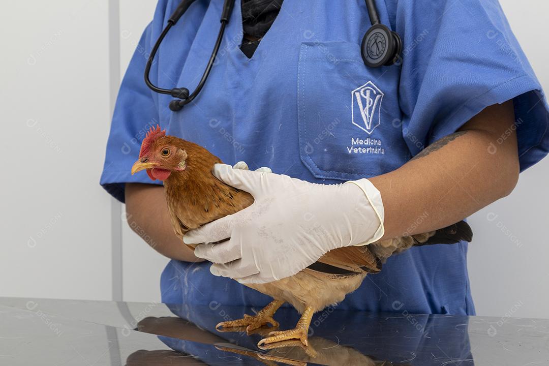 Médico veterinário examinando um mini frango Imagem JPG