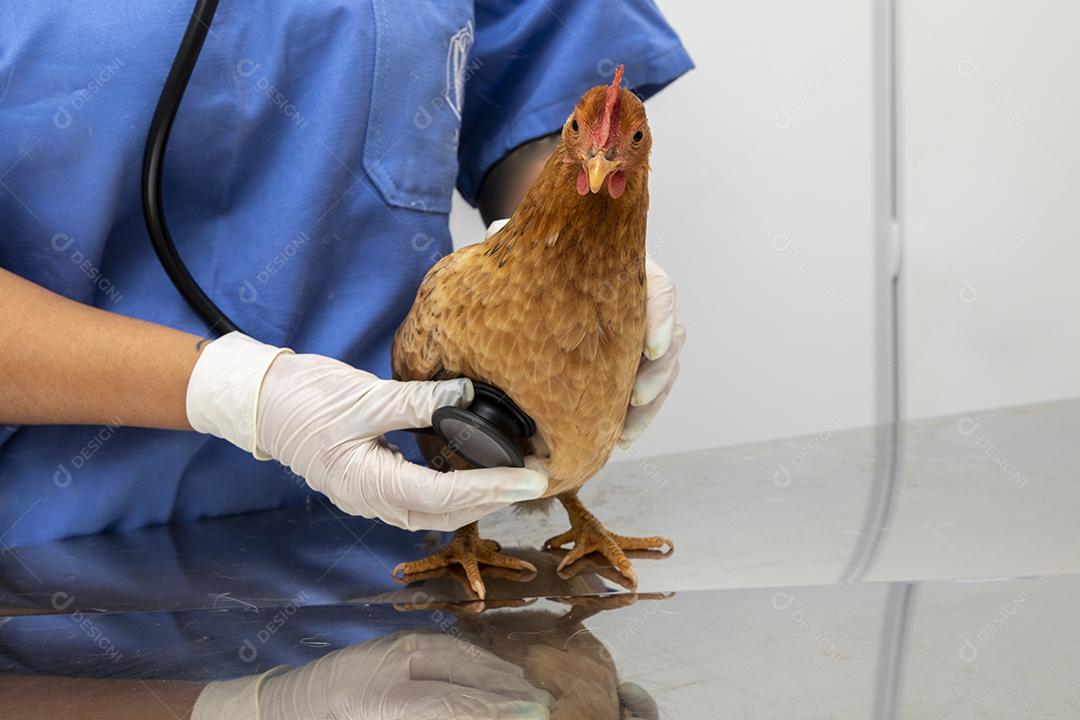 Médico veterinário examinando um mini frango Imagem JPG