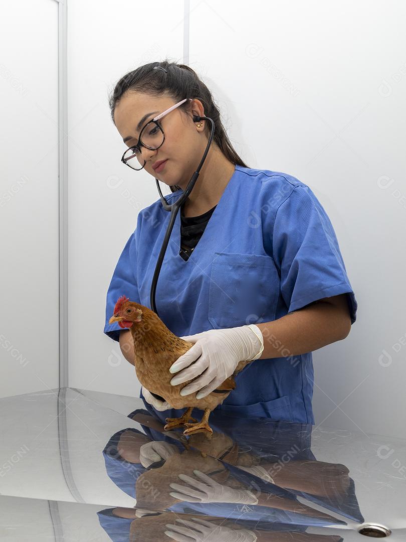 Médico veterinário examinando um mini frango Imagem JPG