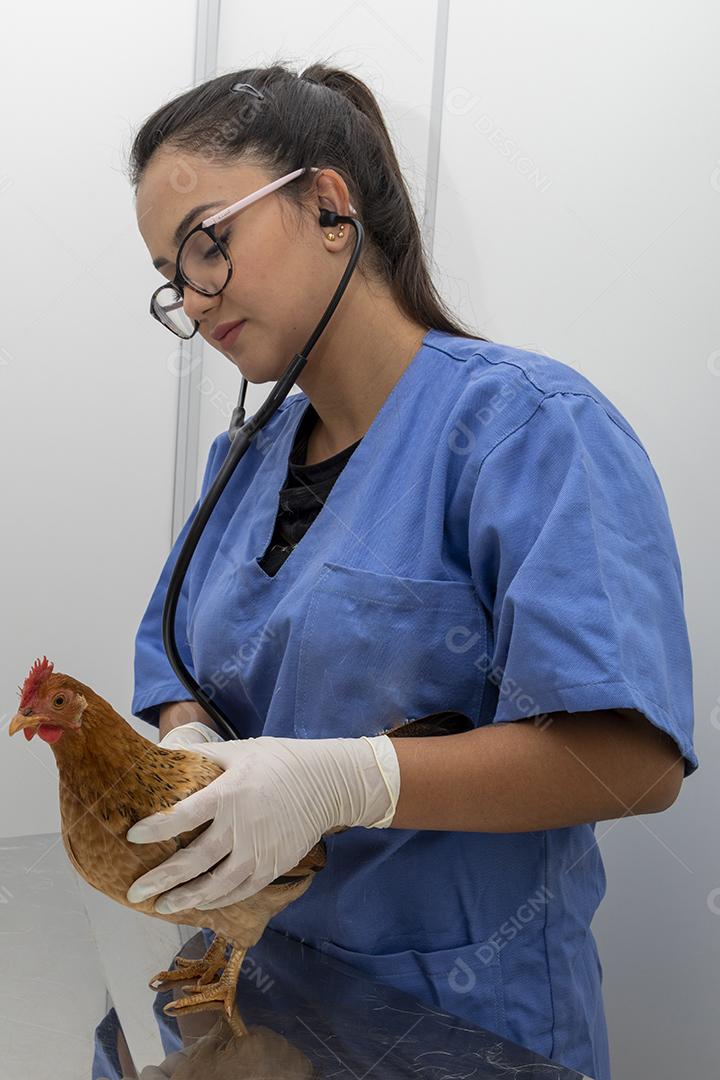 Médico veterinário examinando um mini frango Imagem JPG